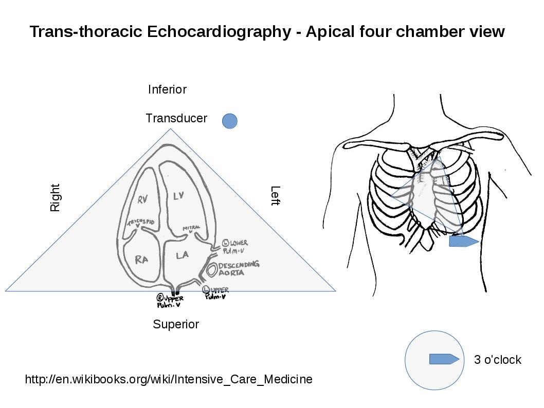 apical four chamber echocardiography view of the heart