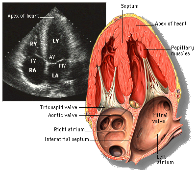 apical four chamber echocardiography view