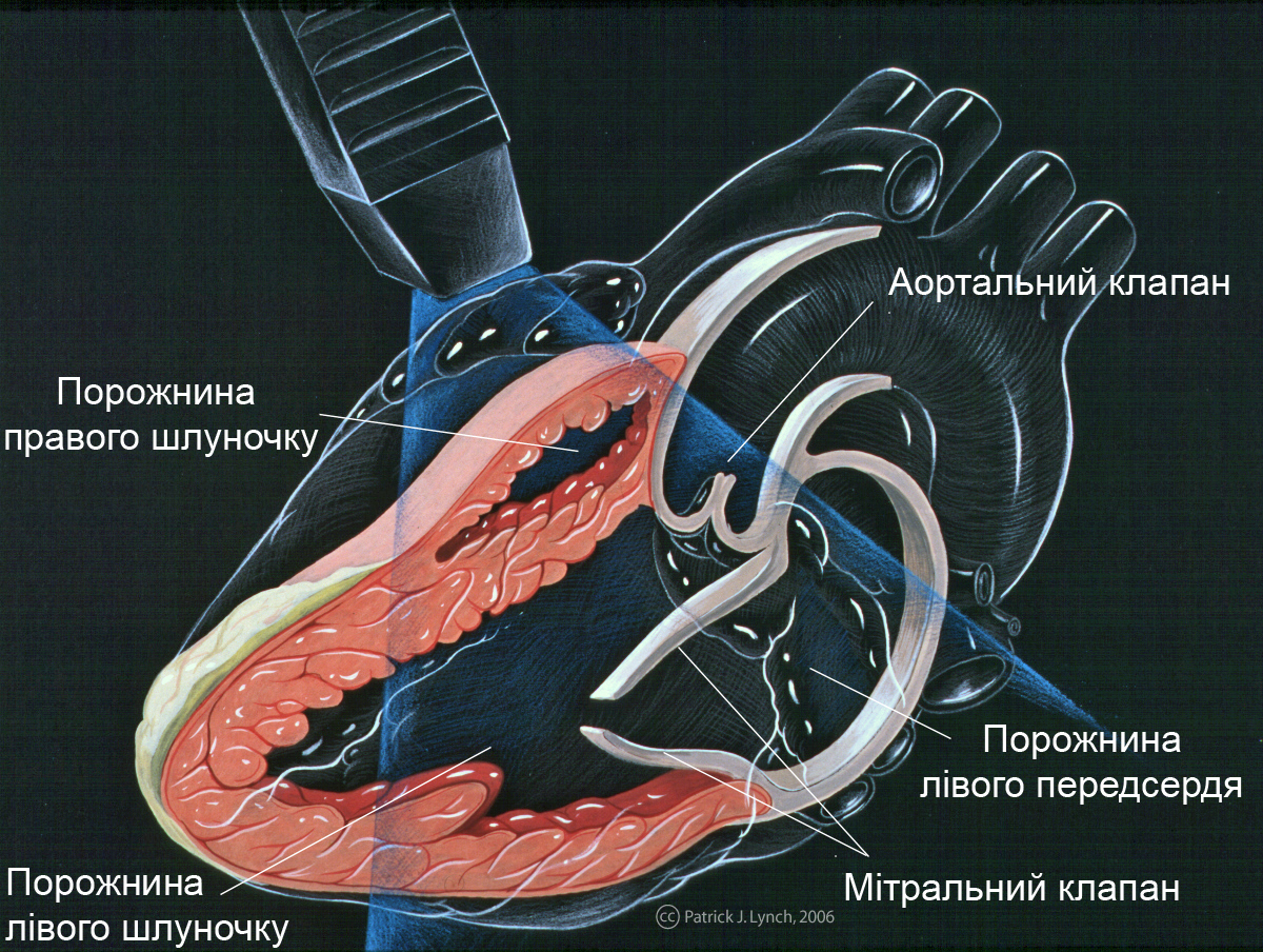 echocardiography heart