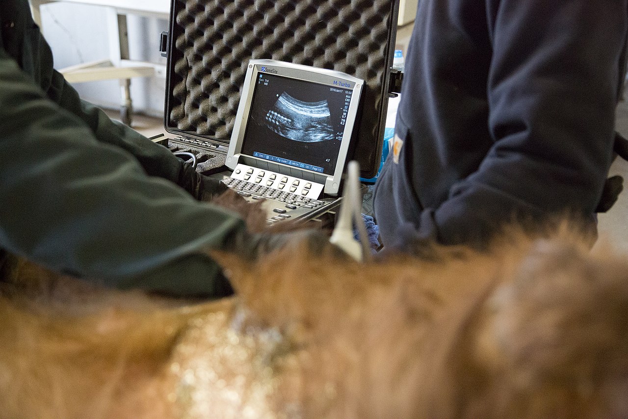 A portable laptop-class ultrasound used in the field