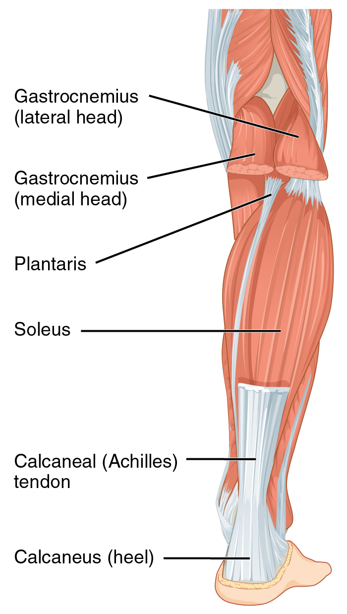 Diagram of the back of the lower leg showing the calf muscles and the Achilles tendon to the heel