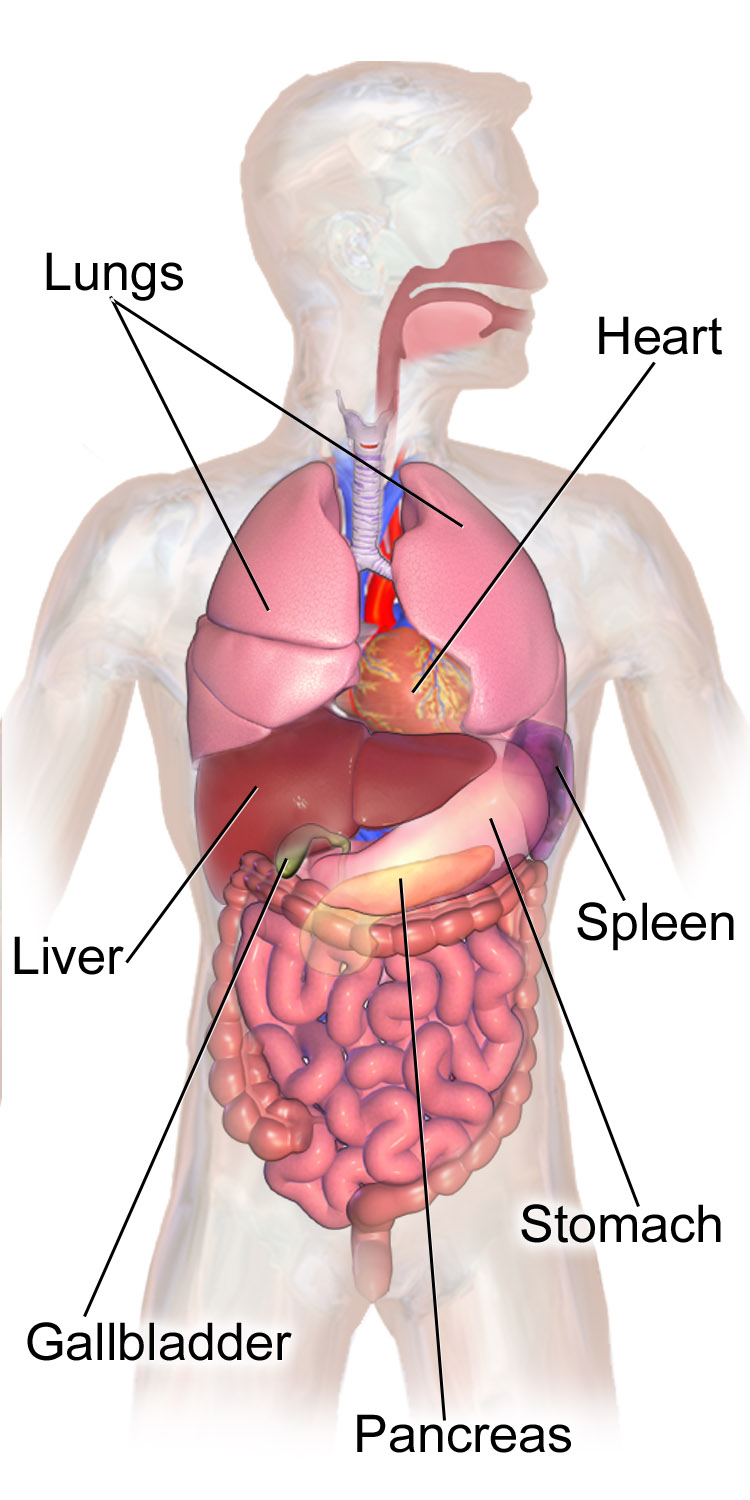 Diagram of the trunk organs, including the abdominal organs a complete ultrasound covers