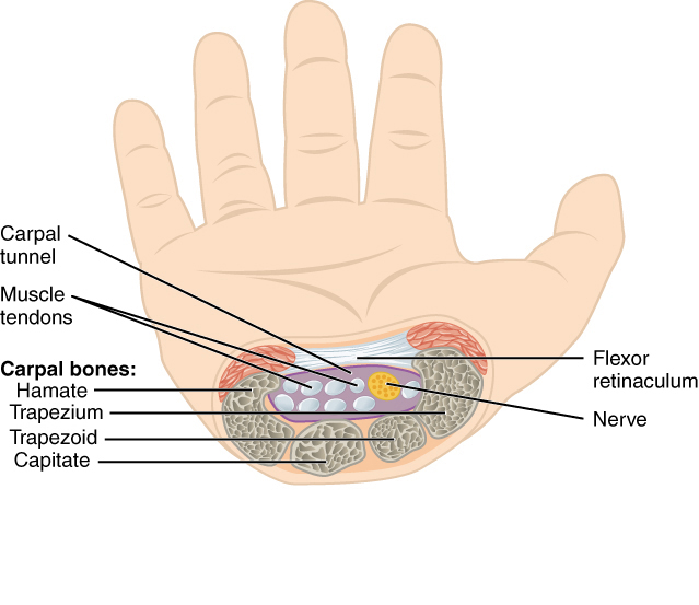 Cross-section of the wrist showing the carpal tunnel, the median nerve, the flexor tendons, and the carpal bones