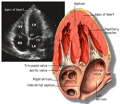 An apical echocardiogram with the chambers and the aortic valve labelled, beside a matching anatomical drawing of the heart.