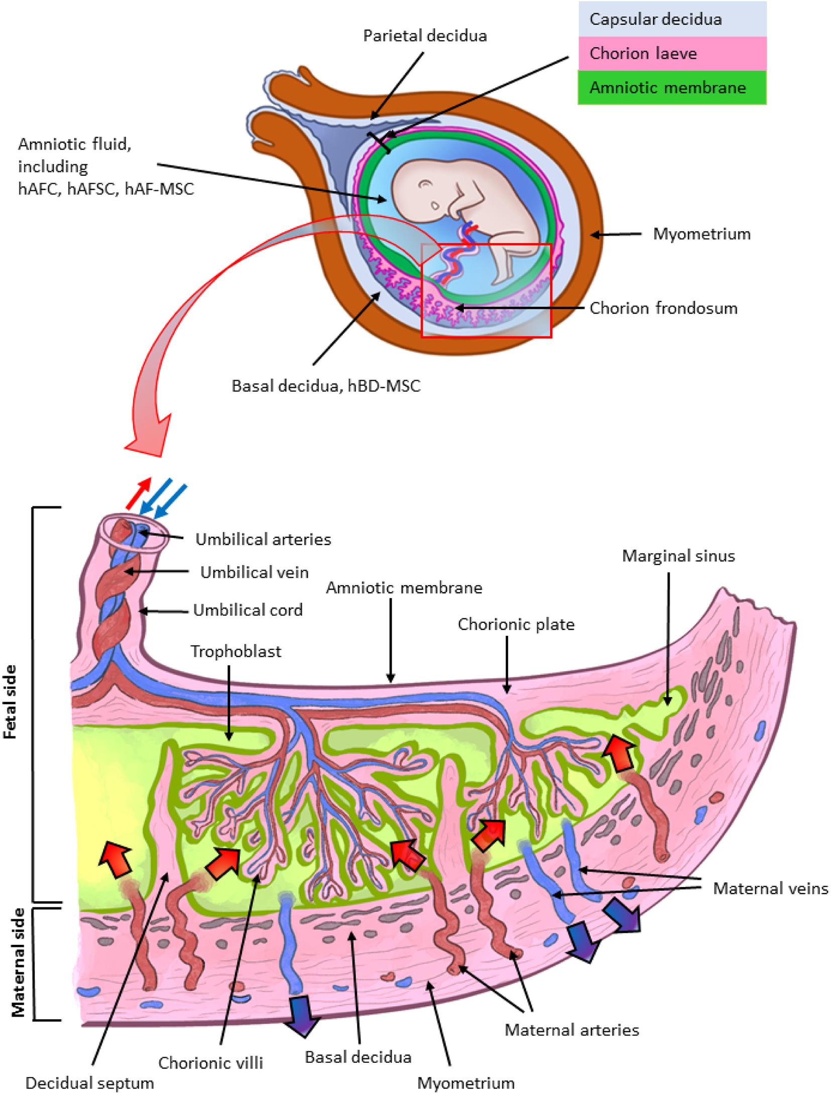 Labelled diagram of the structure of the human term placenta