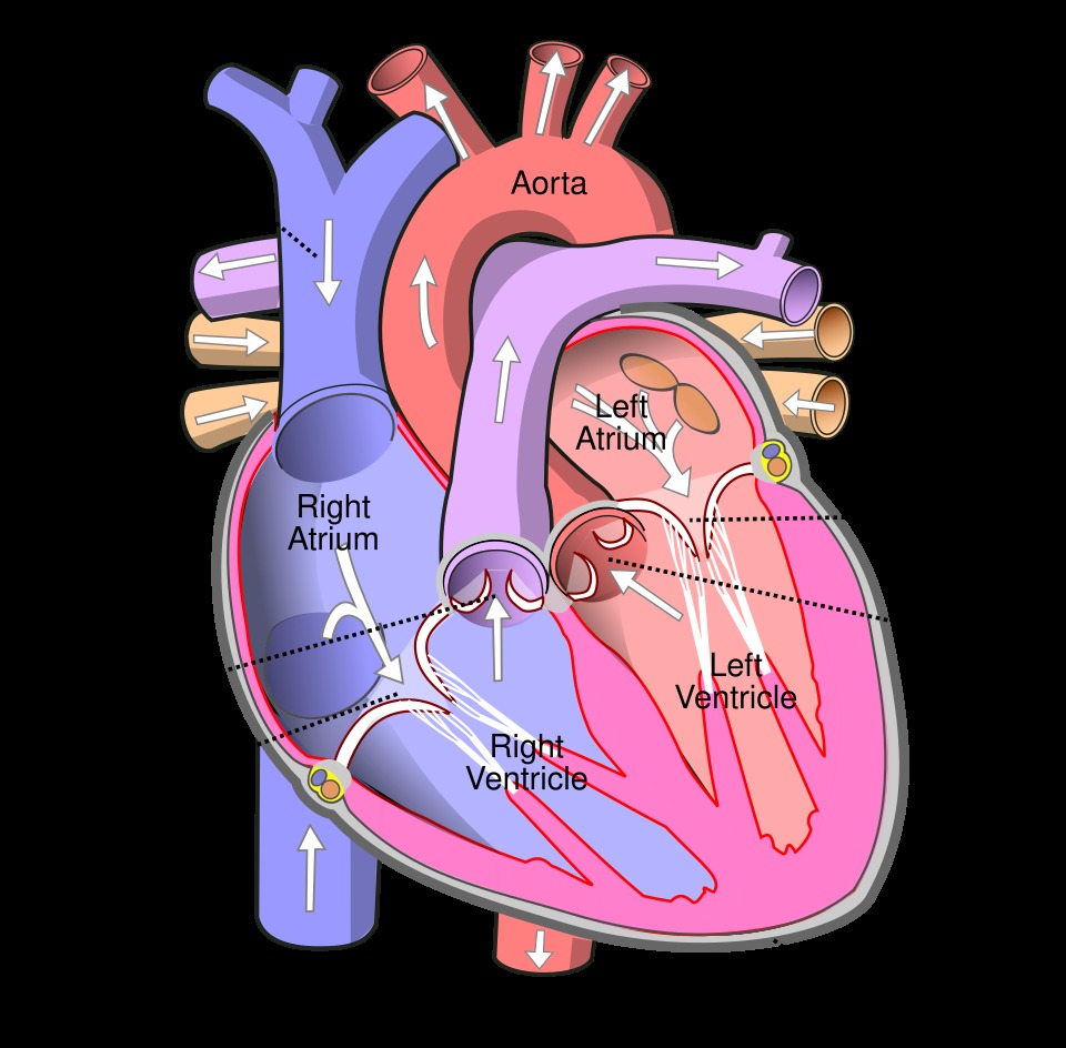 A labelled diagram of the heart showing the right atrium, tricuspid valve, right ventricle, pulmonary valve, and the vena cavae.