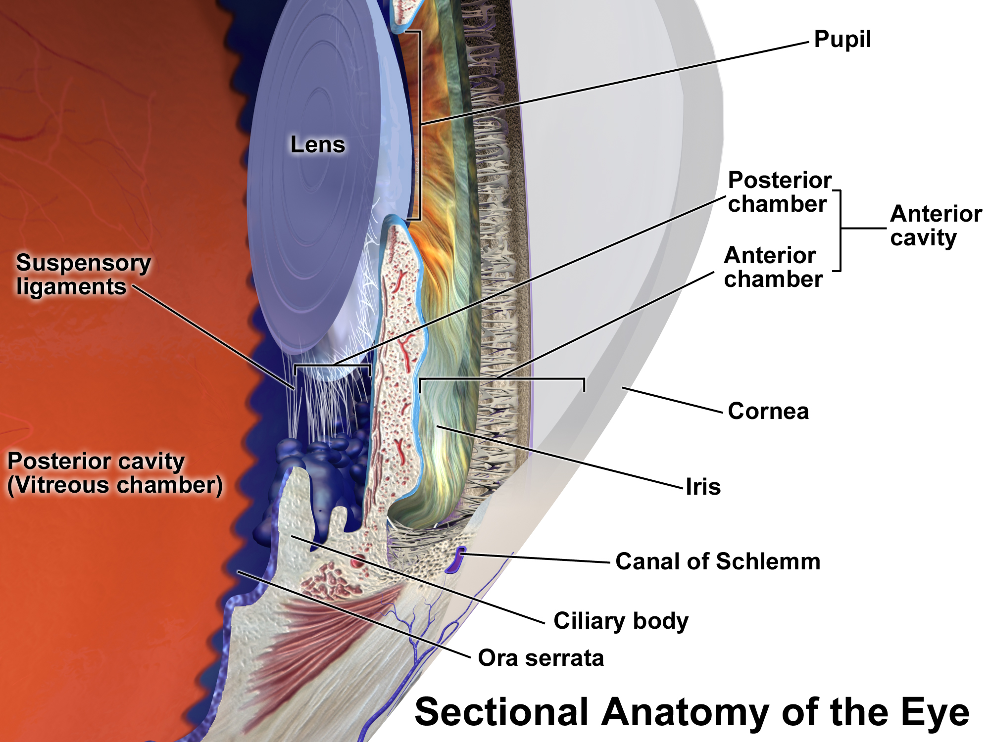 A sectional anatomy diagram of the eye showing the lens, the vitreous cavity, and the wall.