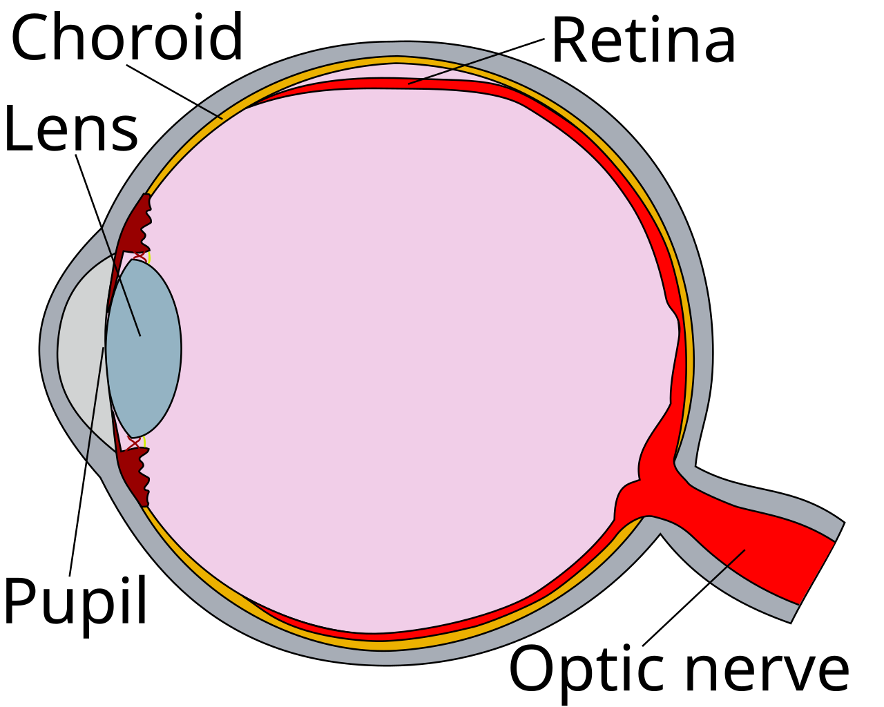 A cross-section diagram of the eye with the retina, choroid, lens and optic nerve labelled.