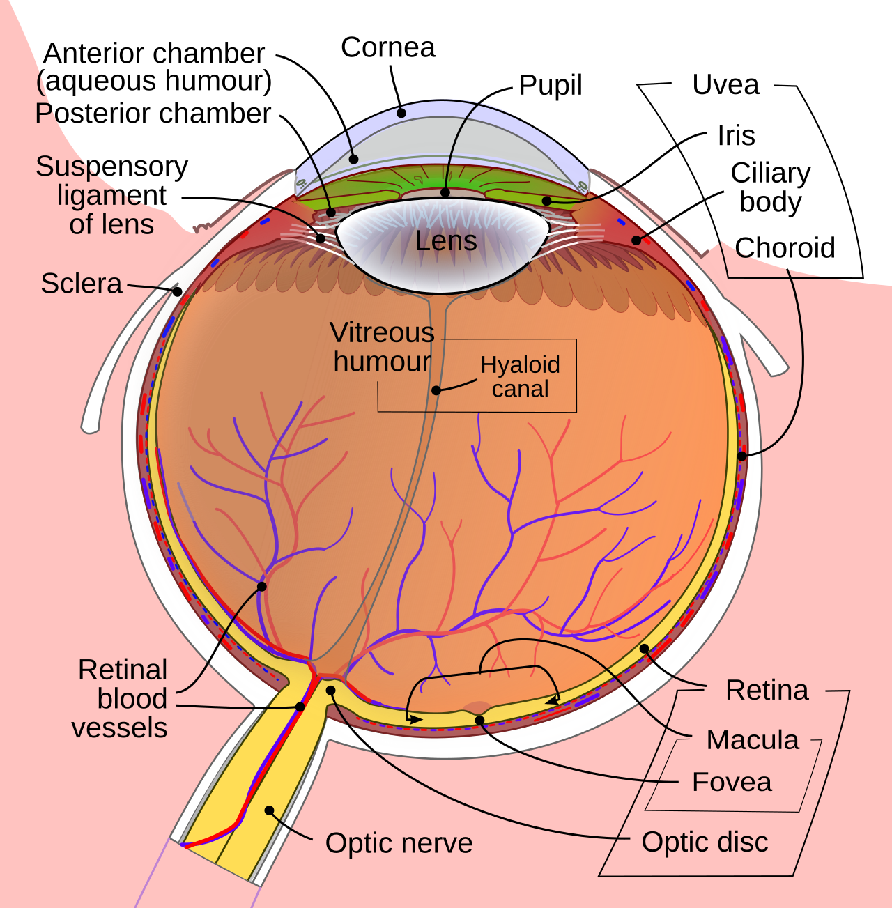 A labelled cross-section of the eye showing the front chamber, lens, vitreous and retina.
