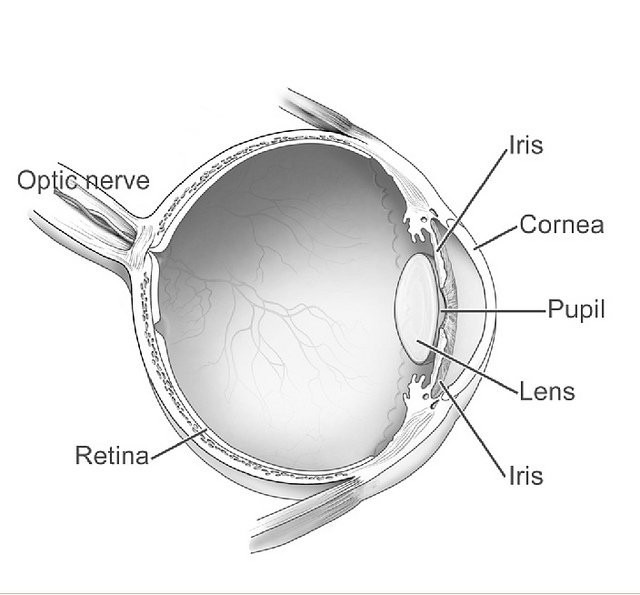 A cross-section of the eye showing the optic nerve leaving the back of the globe.