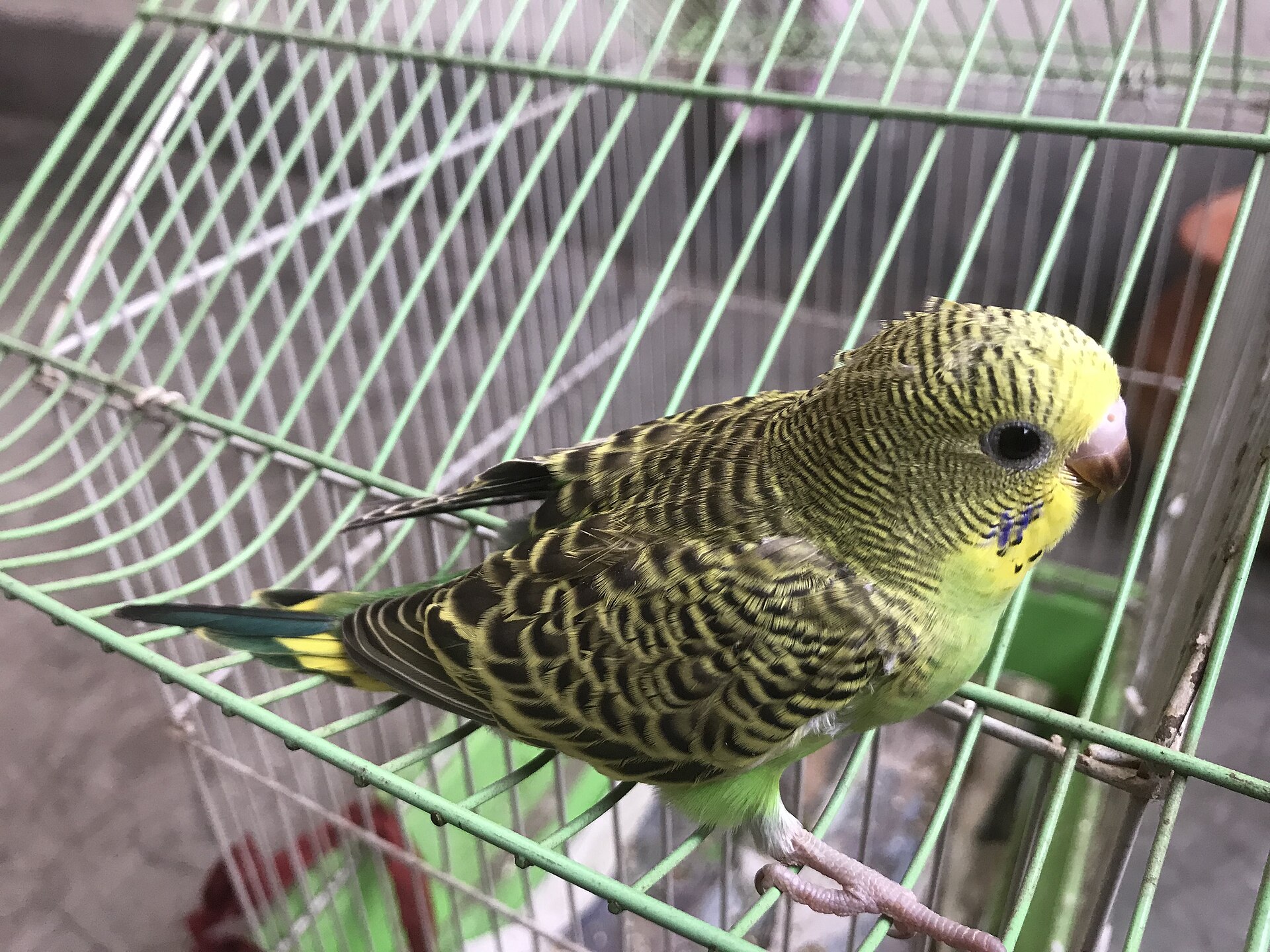 A green budgerigar perched on a cage, a tiny pet bird.