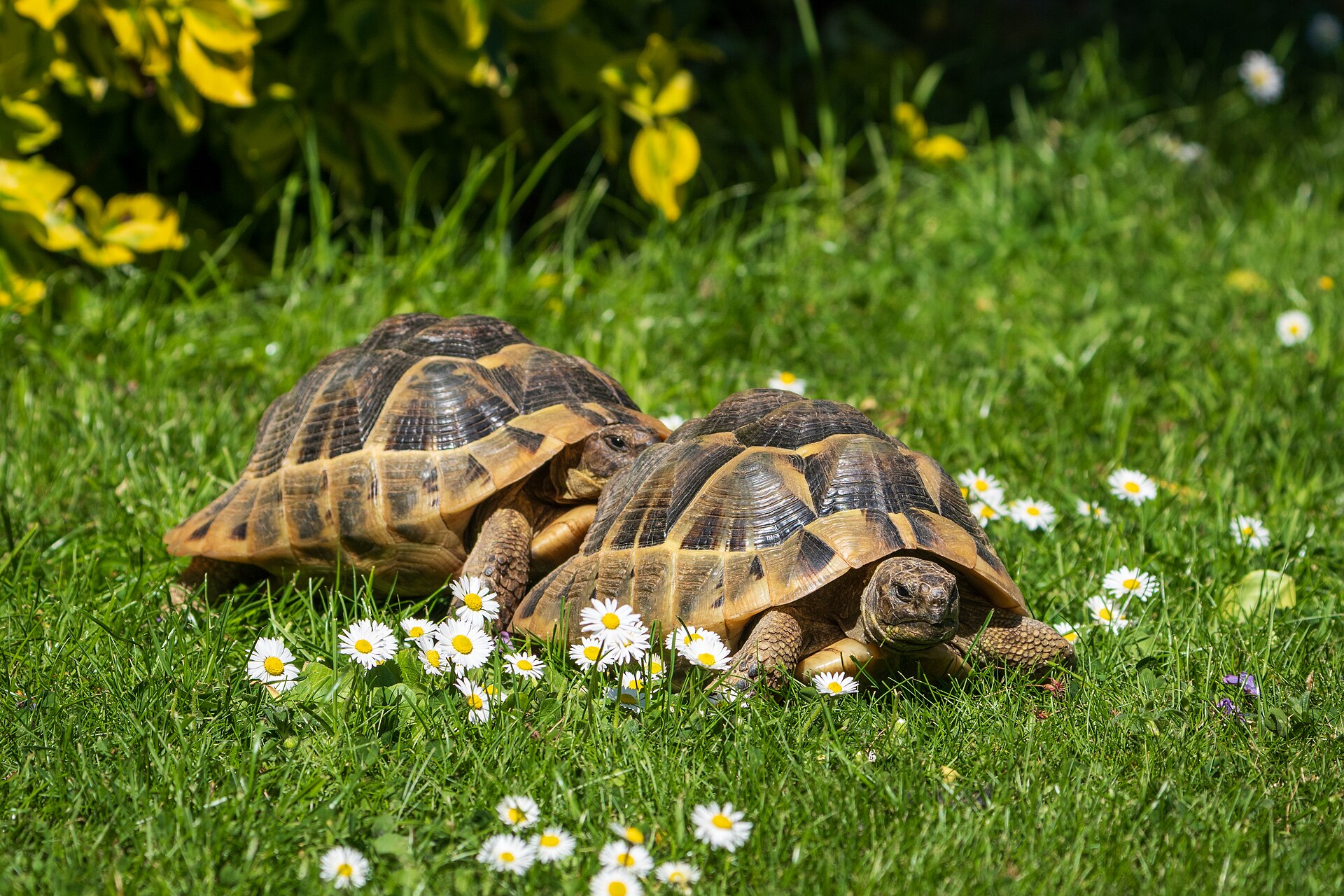 Two Hermann tortoises on grass, their shells and legs visible.