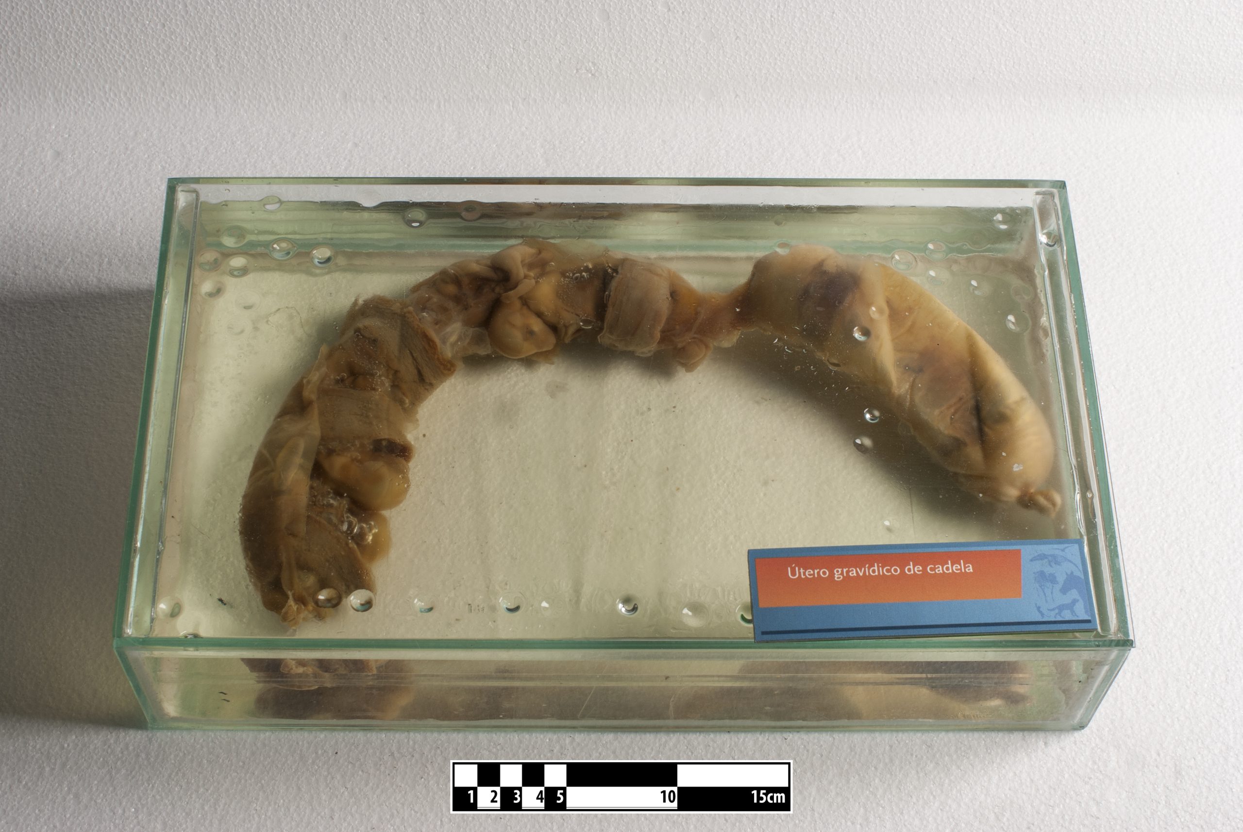 A preserved pregnant dog uterus showing a row of swellings along each horn where the puppies sit.