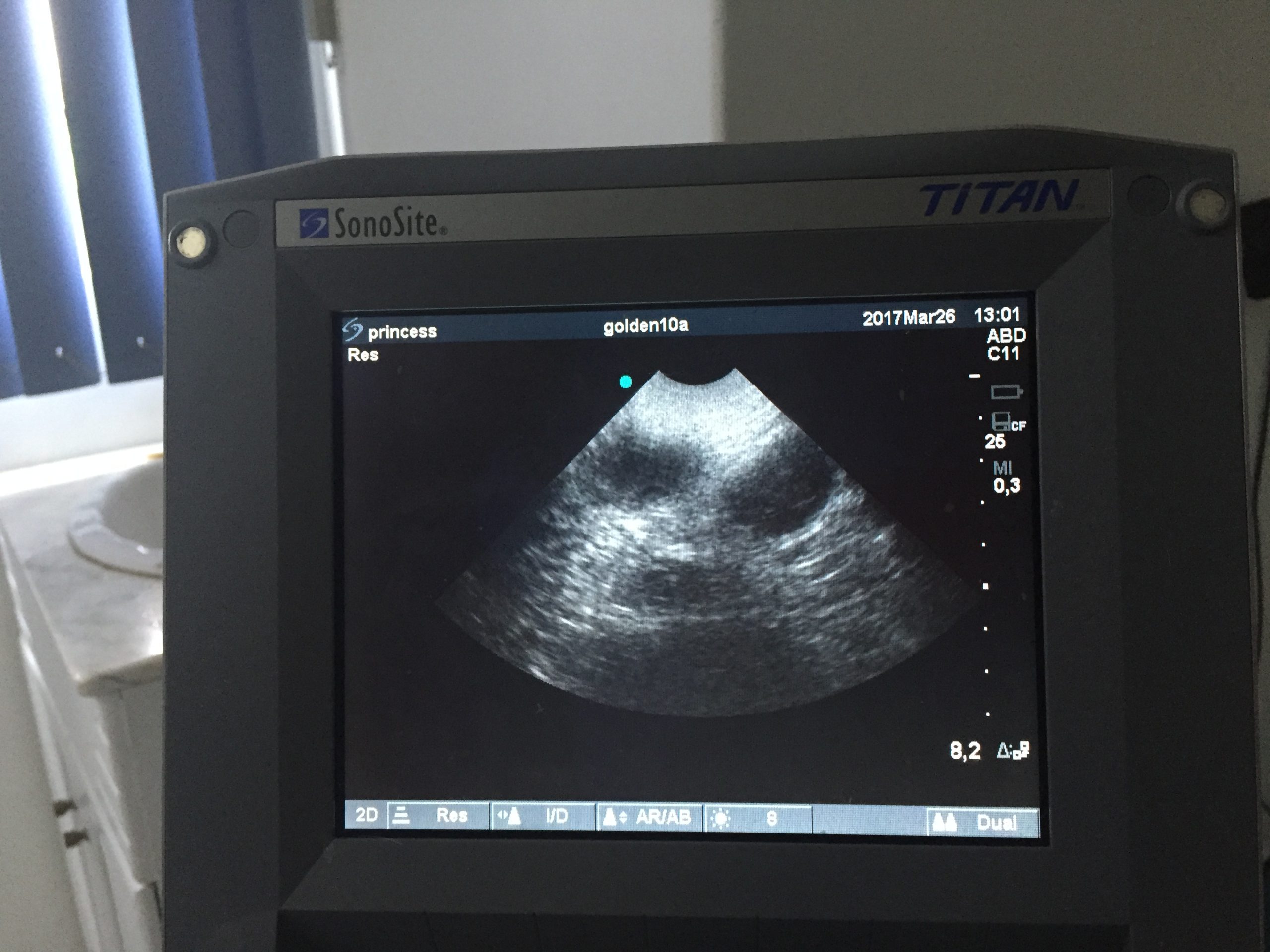 A photo of an ultrasound machine screen showing a fluid-filled uterus, pyometra, in a dog.