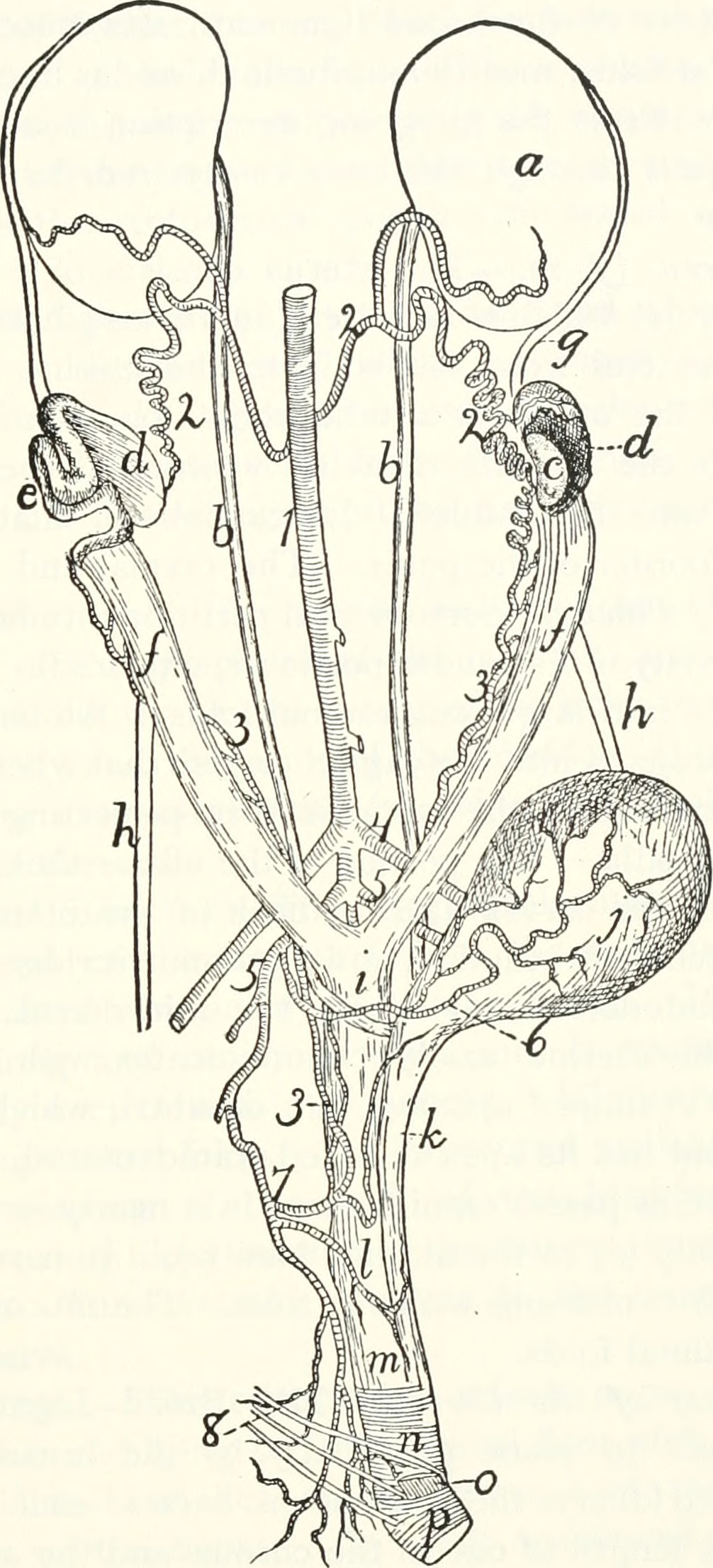 Old anatomical line drawing of the cat urogenital tract showing the two uterine horns.