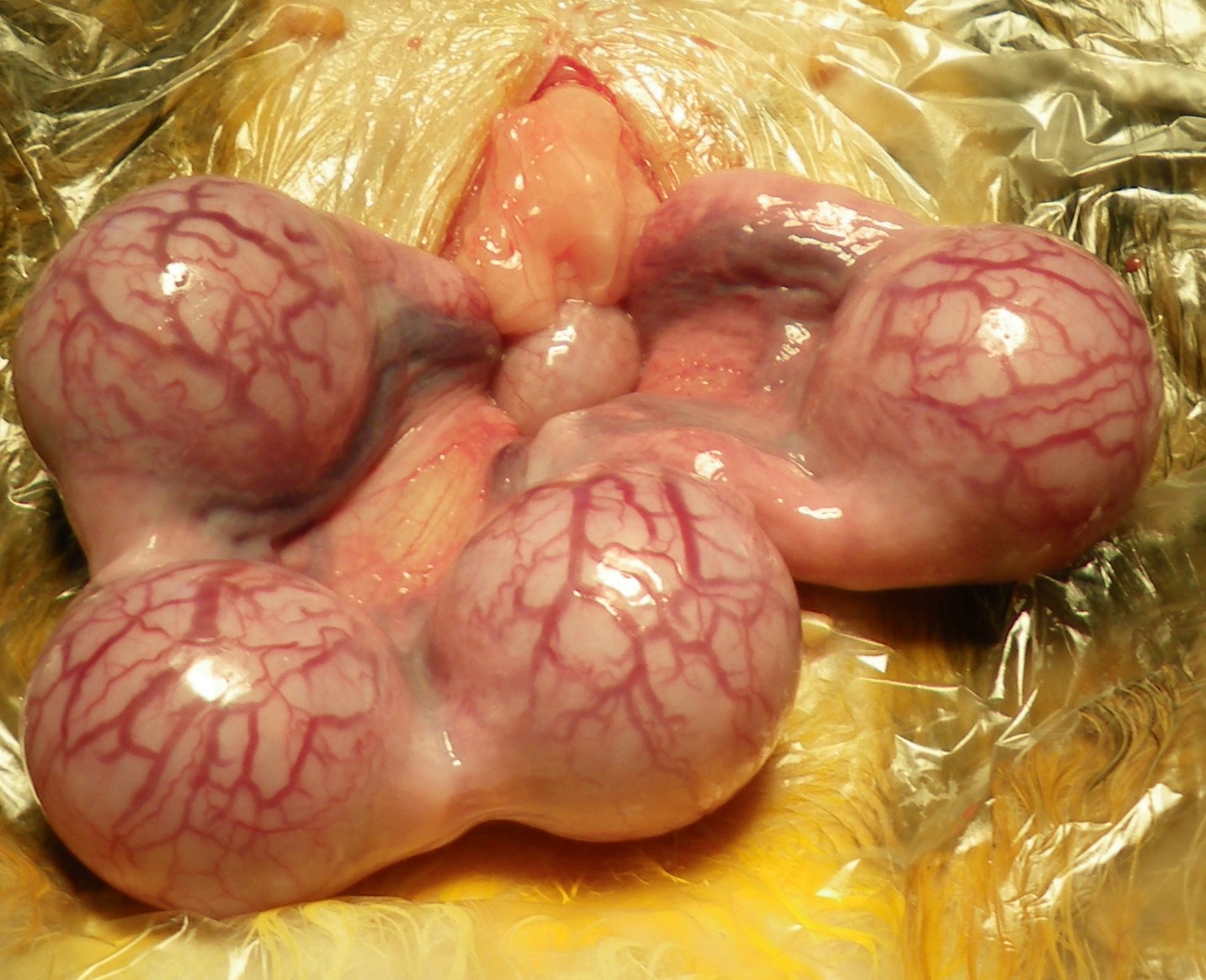 A pregnant cat uterus removed at surgery, each bulge along the horns a developing kitten.