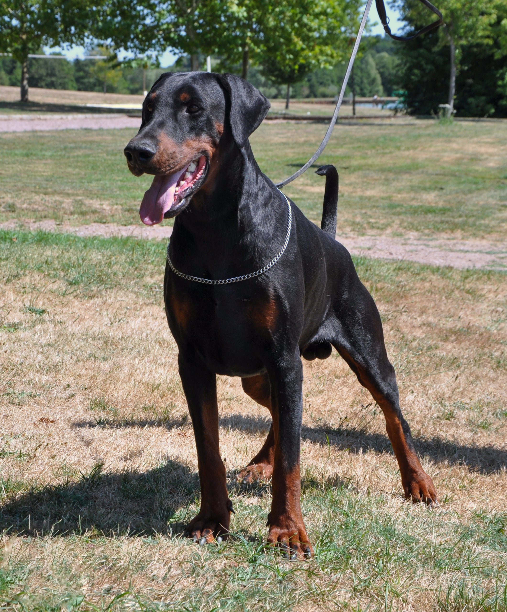 A black and tan Doberman standing on grass.