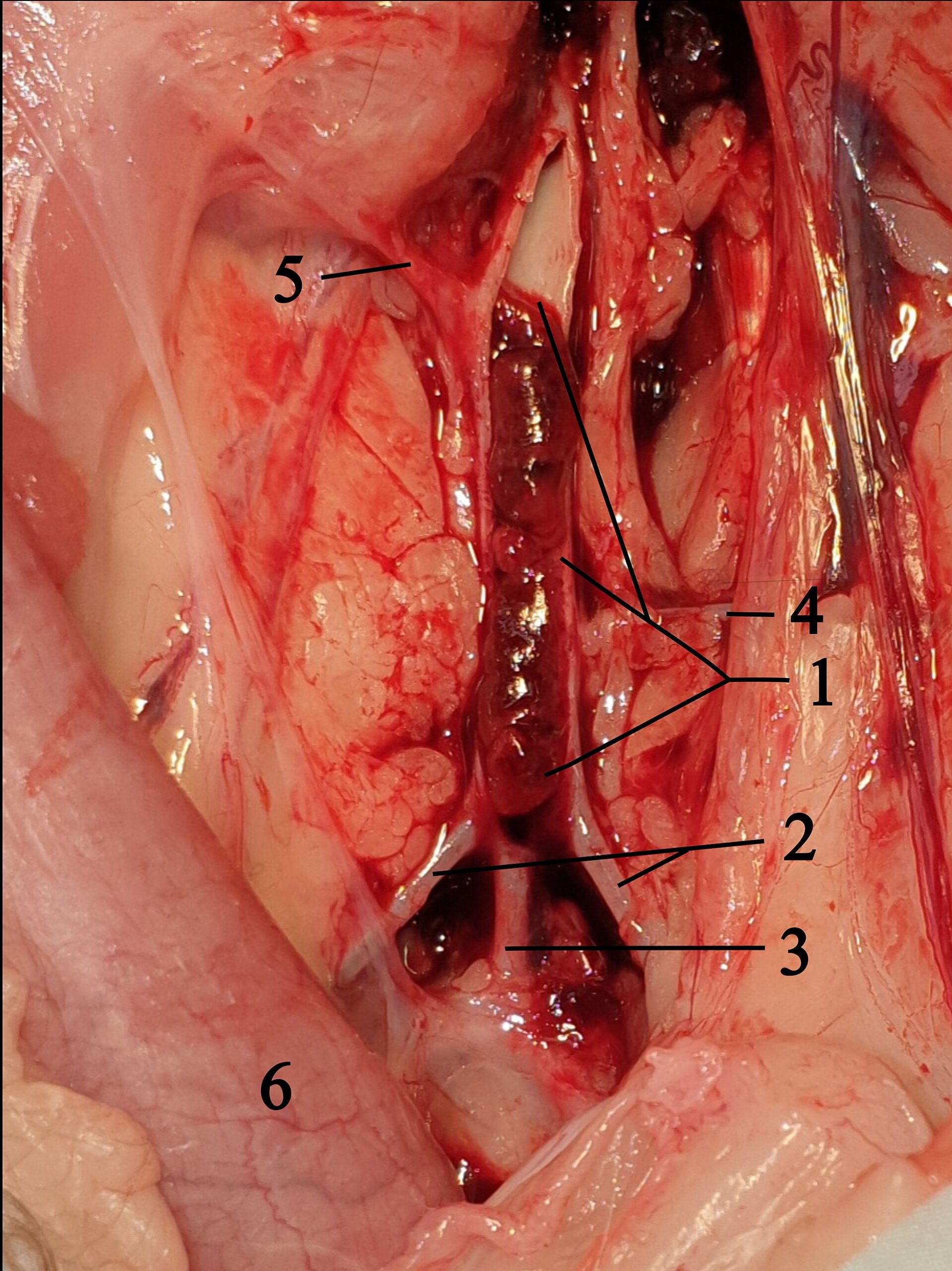 Post-mortem dissection of a cat aorta opened to show a dark saddle thrombus, numbered labels for the branch arteries.