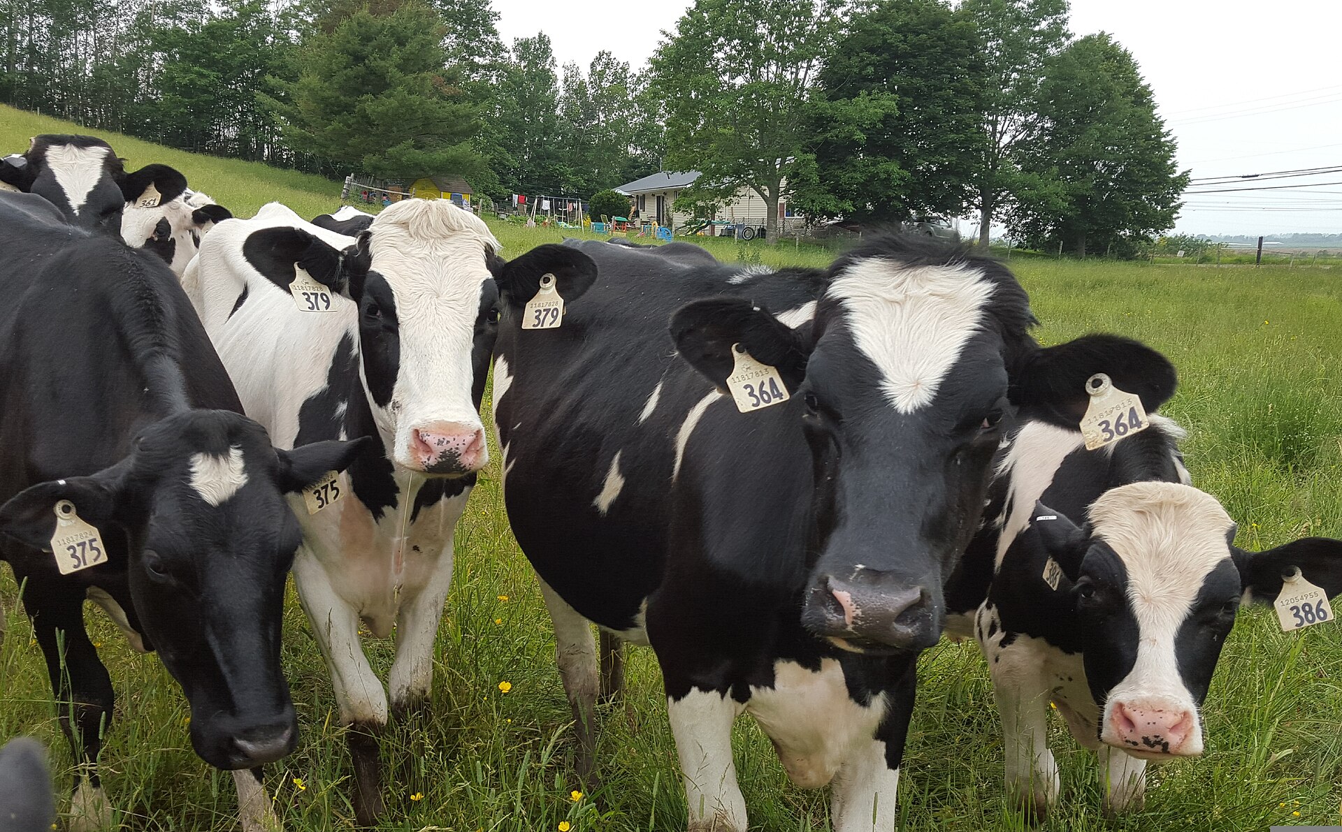 Black-and-white dairy heifers on green pasture, each with a numbered ear tag.