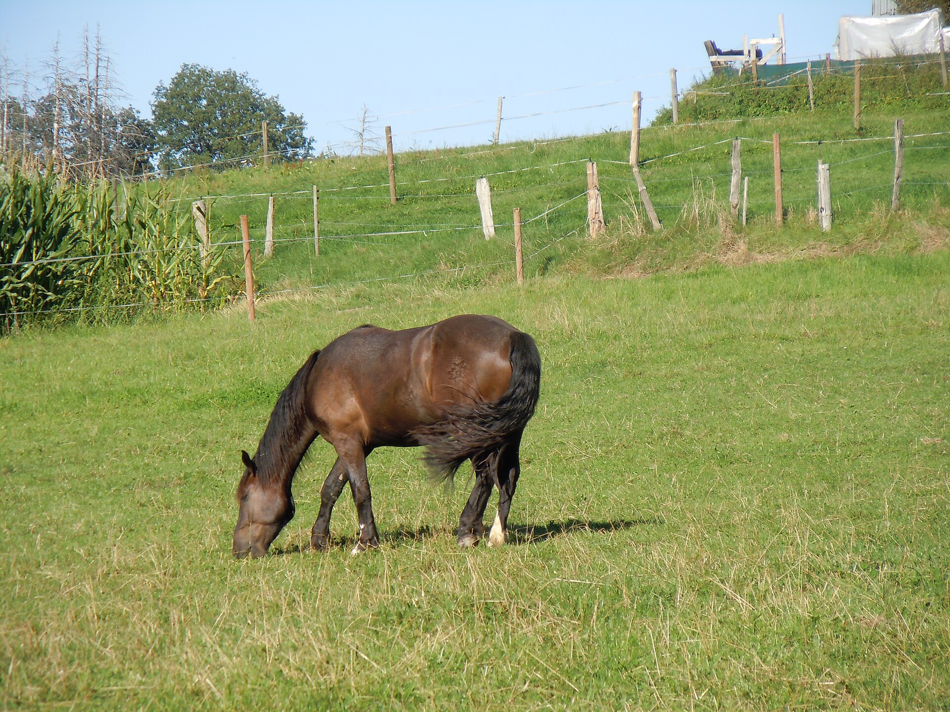 A bay horse grazing in side profile on a fenced pasture.