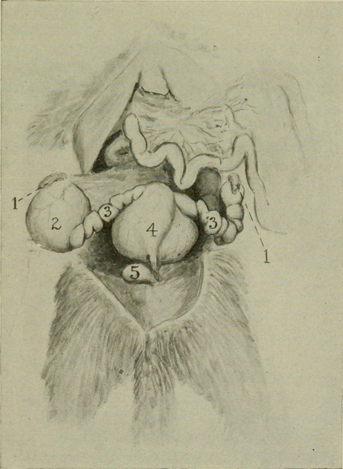 A 1921 dissection drawing of a mare reproductive tract with numbered labels.