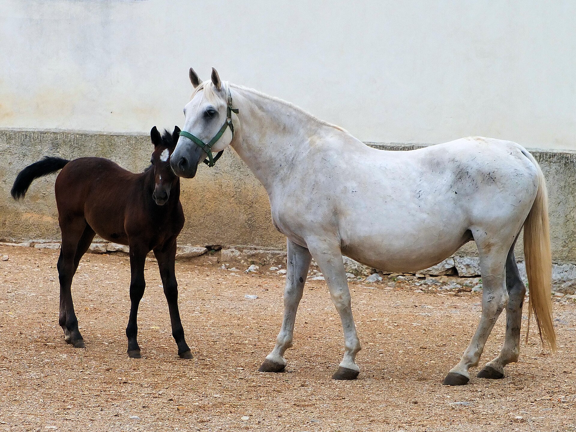 A grey broodmare standing with her dark foal in a paddock.