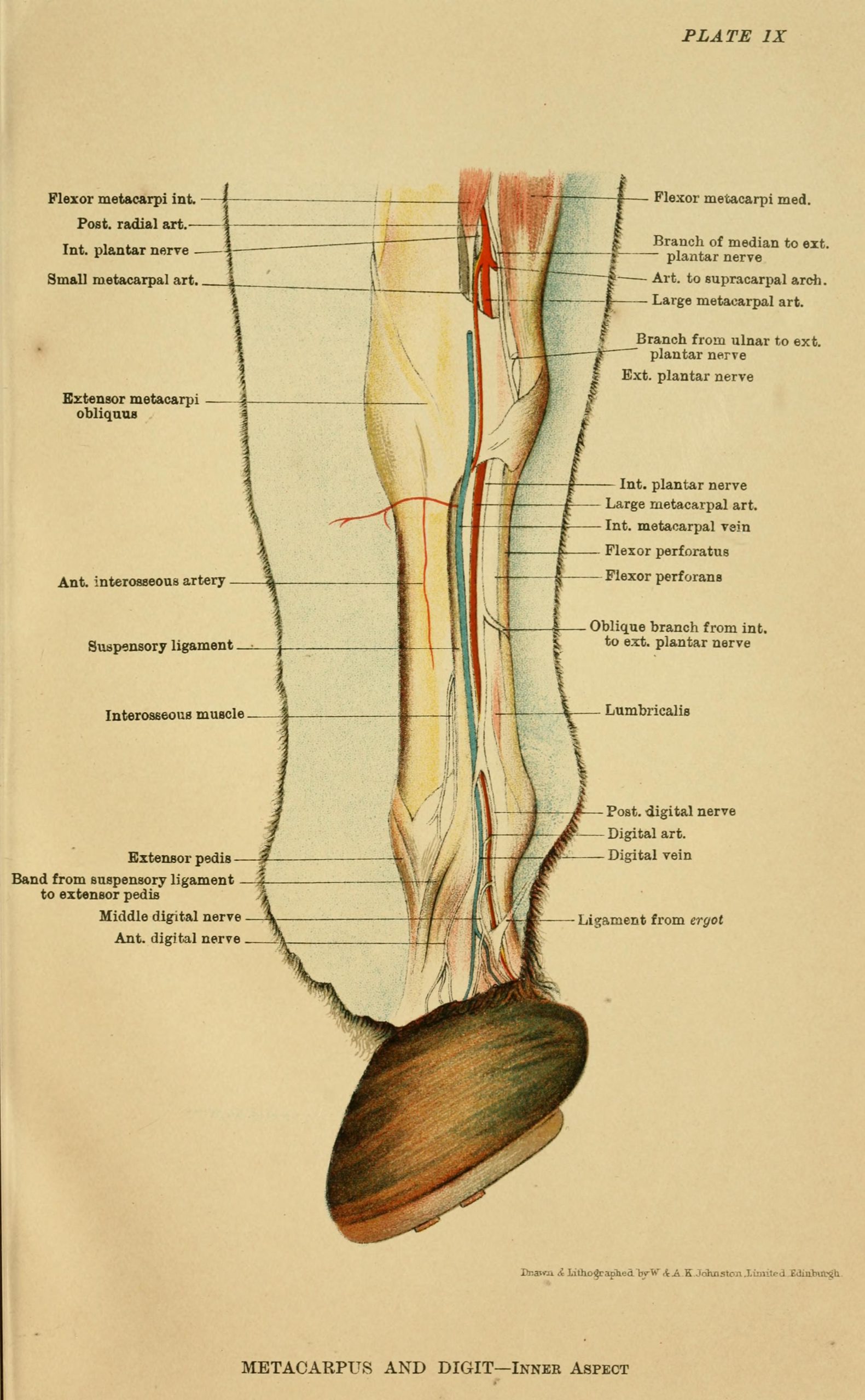 A 1922 anatomy plate of a horse cannon and digit, inner aspect, with the tendons and ligaments labelled.