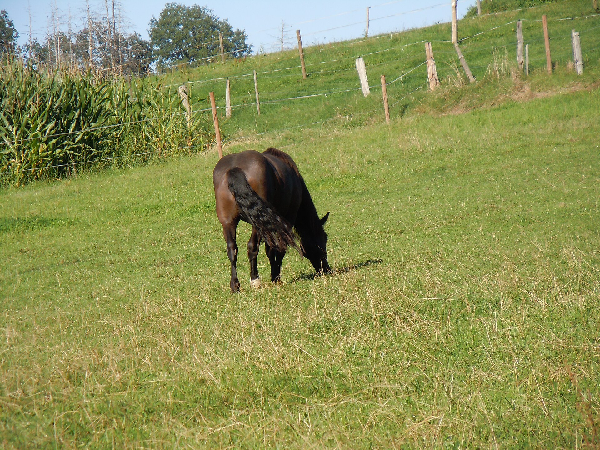 A bay horse grazing in a pasture, its legs planted.