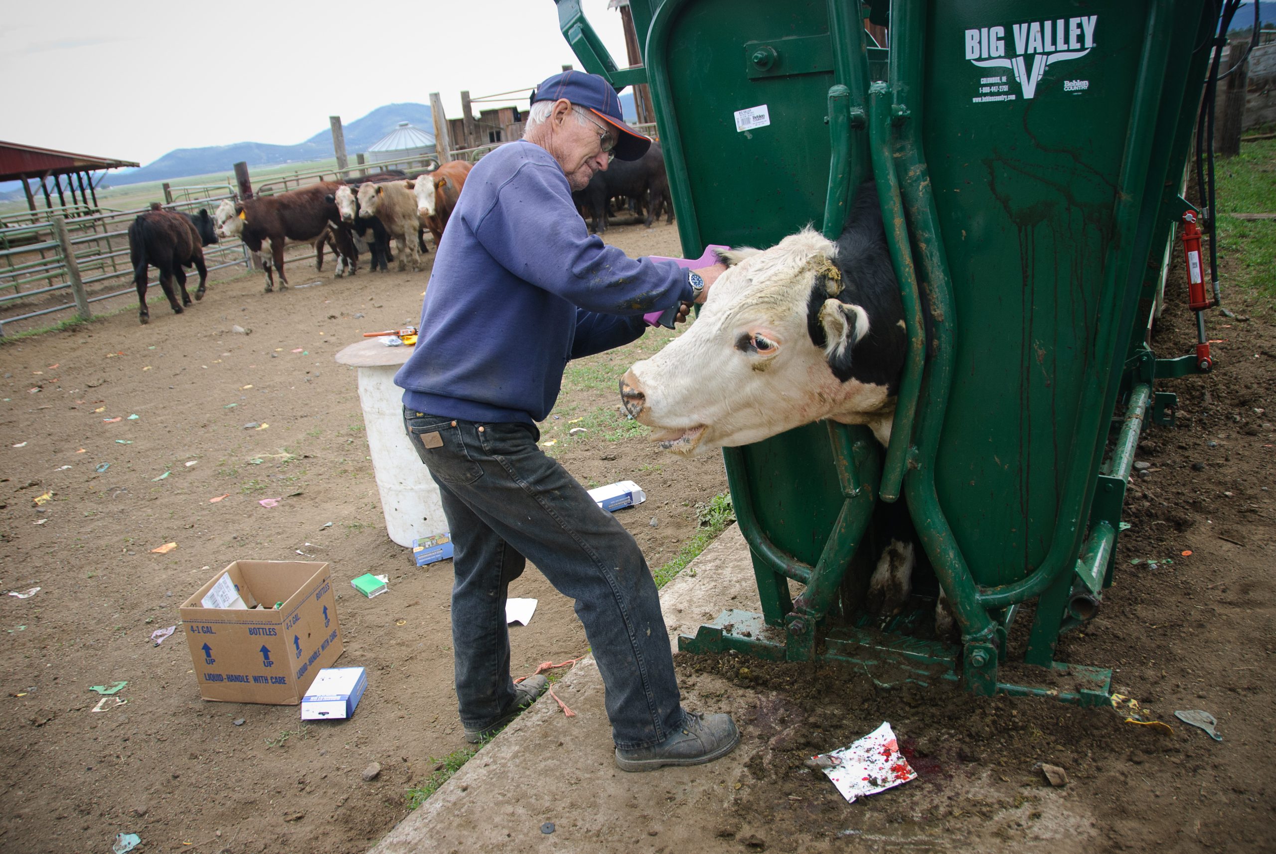 A cow restrained head-first in a green cattle crush on a farm, with cattle waiting in a pen behind.