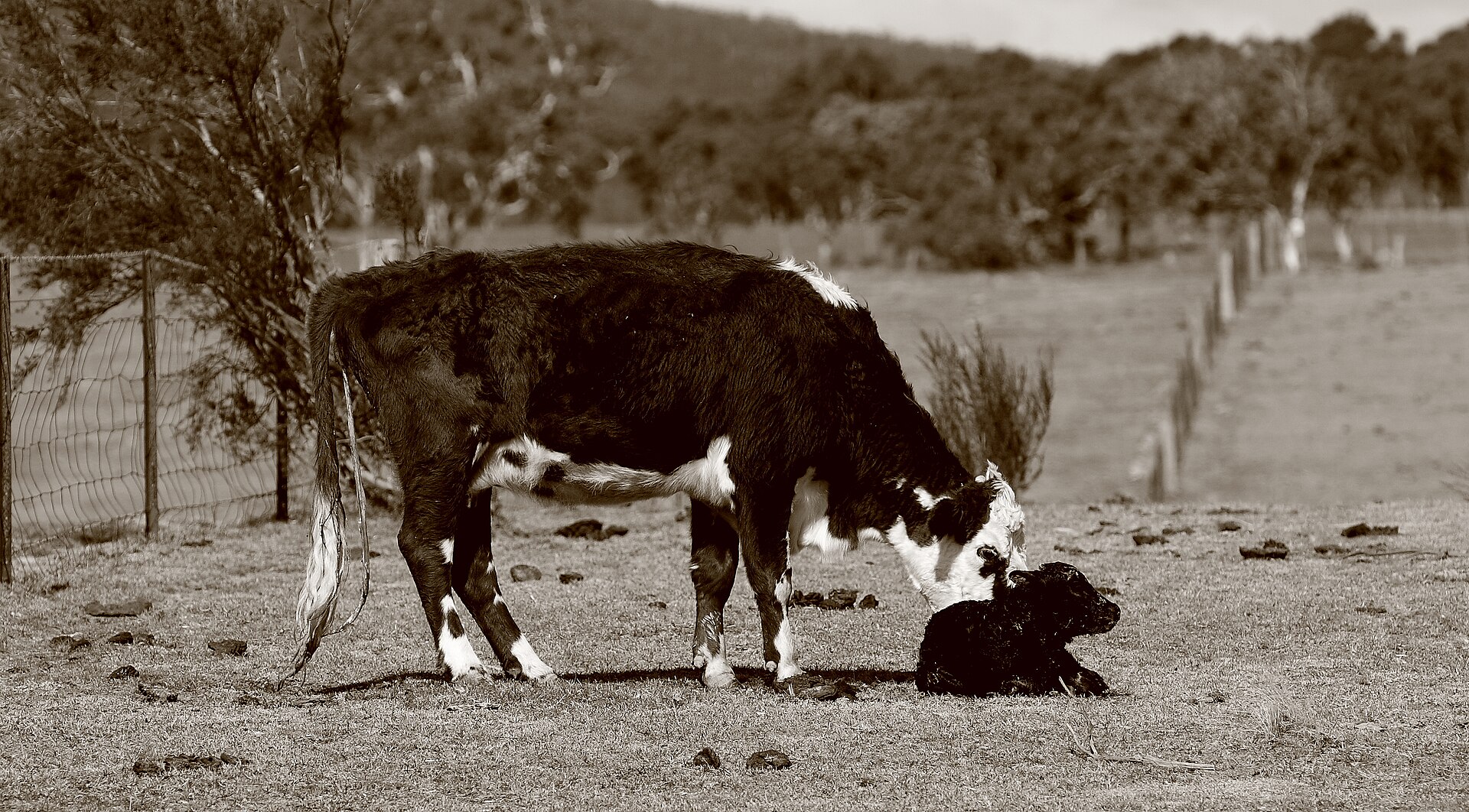 A cow licking her newborn calf lying on the ground in a paddock.
