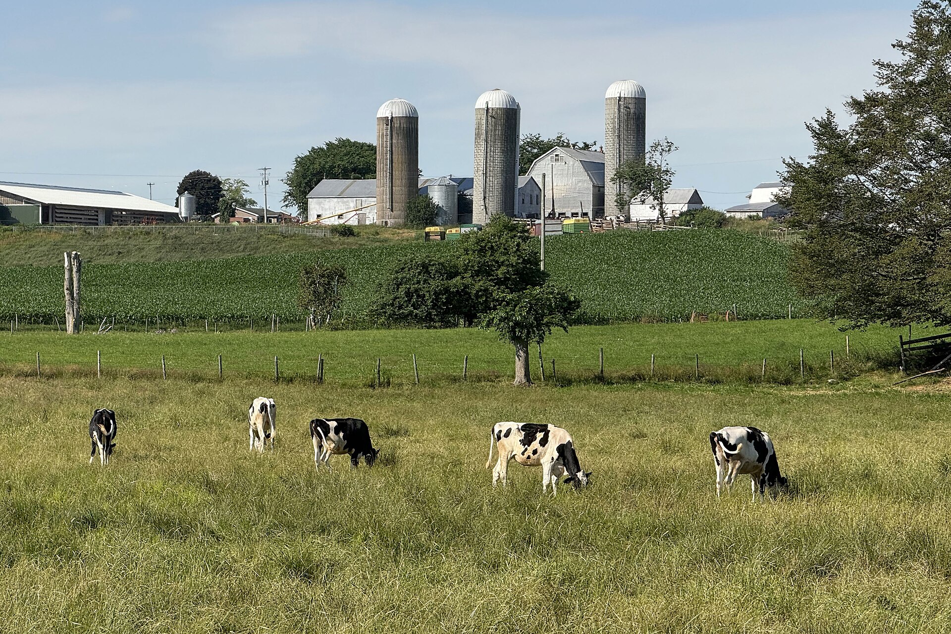 Black-and-white Holstein dairy cows grazing in a field with a dairy farm and silos behind.
