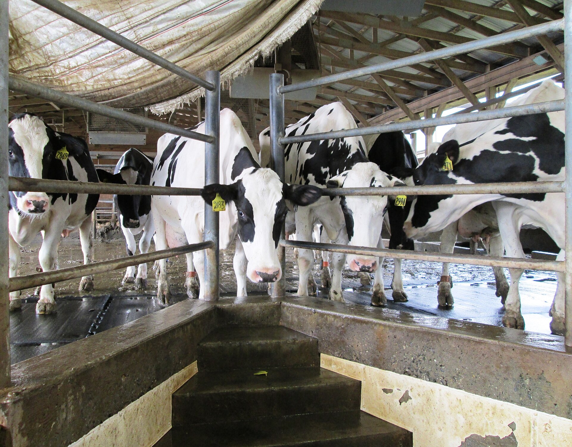 Holstein cows standing in a milking parlour, each with a numbered ear tag.