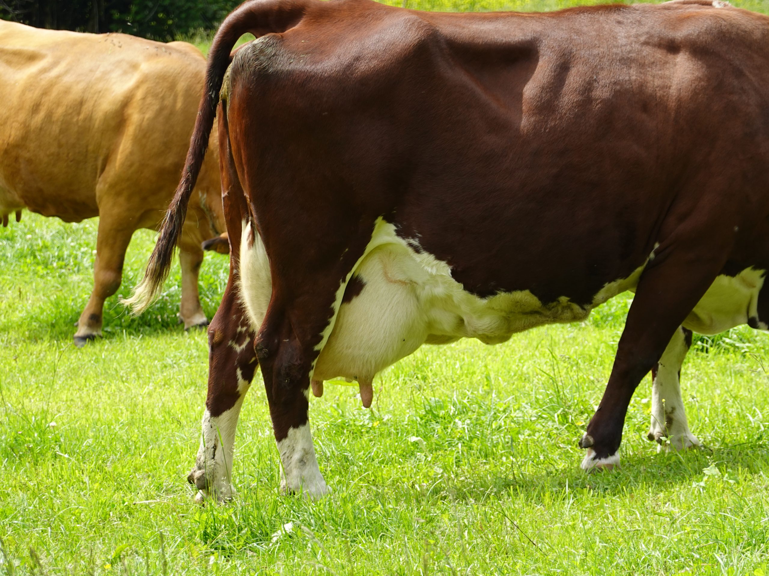 A cow side-on in a field, its udder with four teats hanging below the belly.