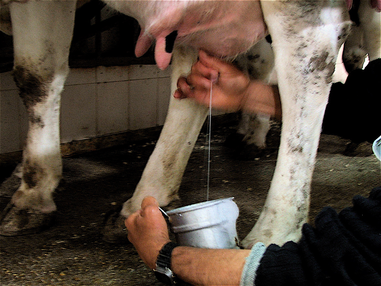 A person hand-milking a cow, a stream of milk running from a teat into a metal pail.