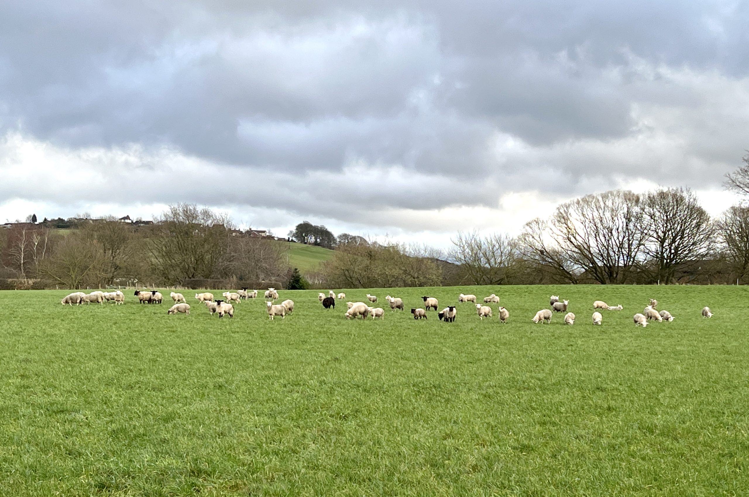 A flock of sheep grazing across a green field with hills behind.