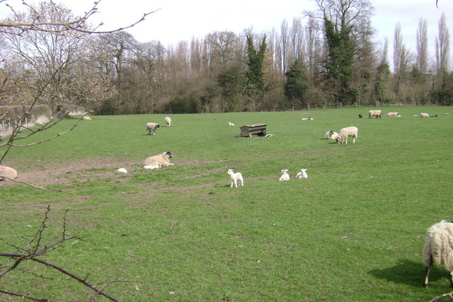 Ewes lying in a spring field with several white lambs nearby.