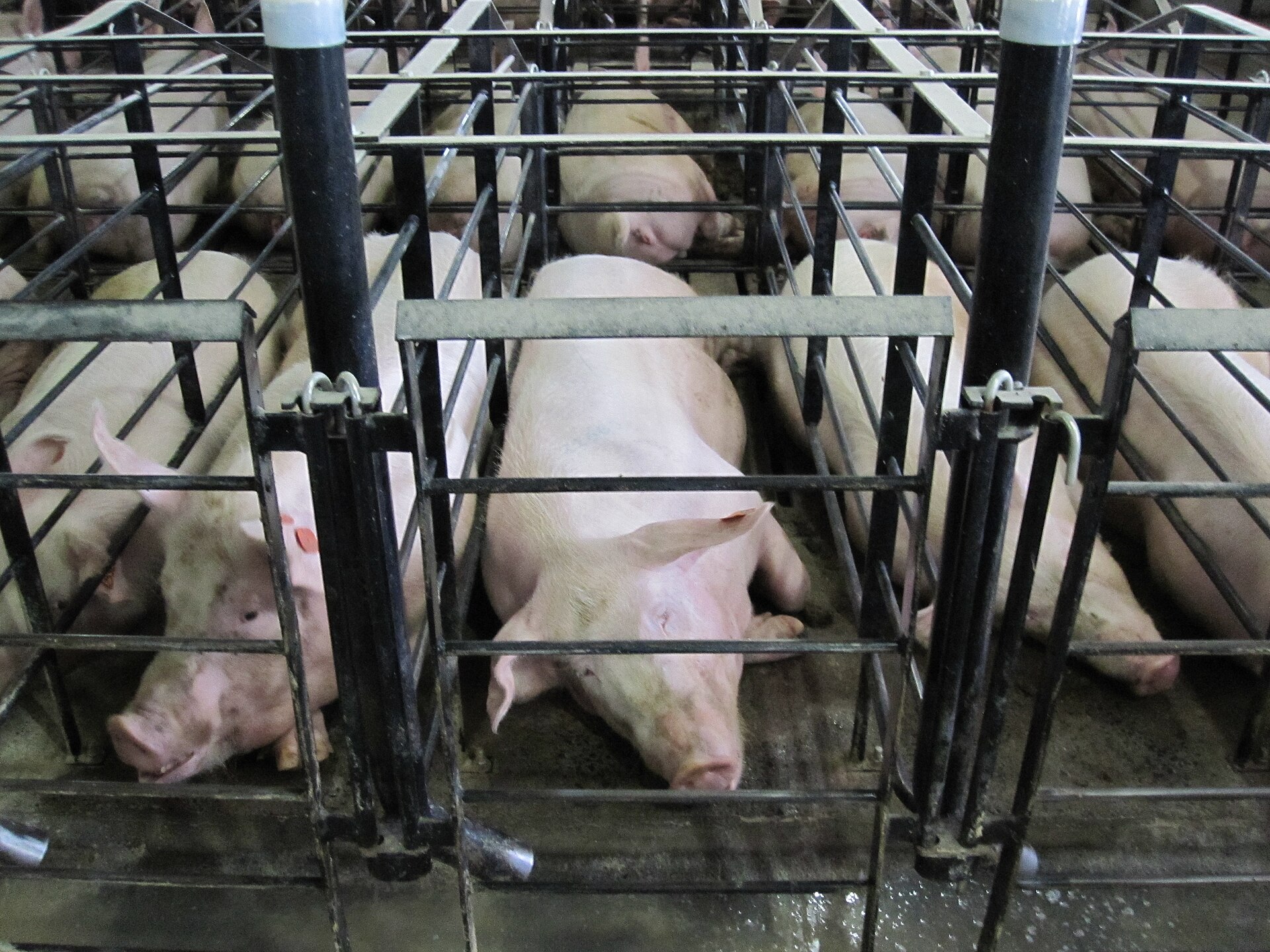 A row of sows in individual stalls in a gestation unit.