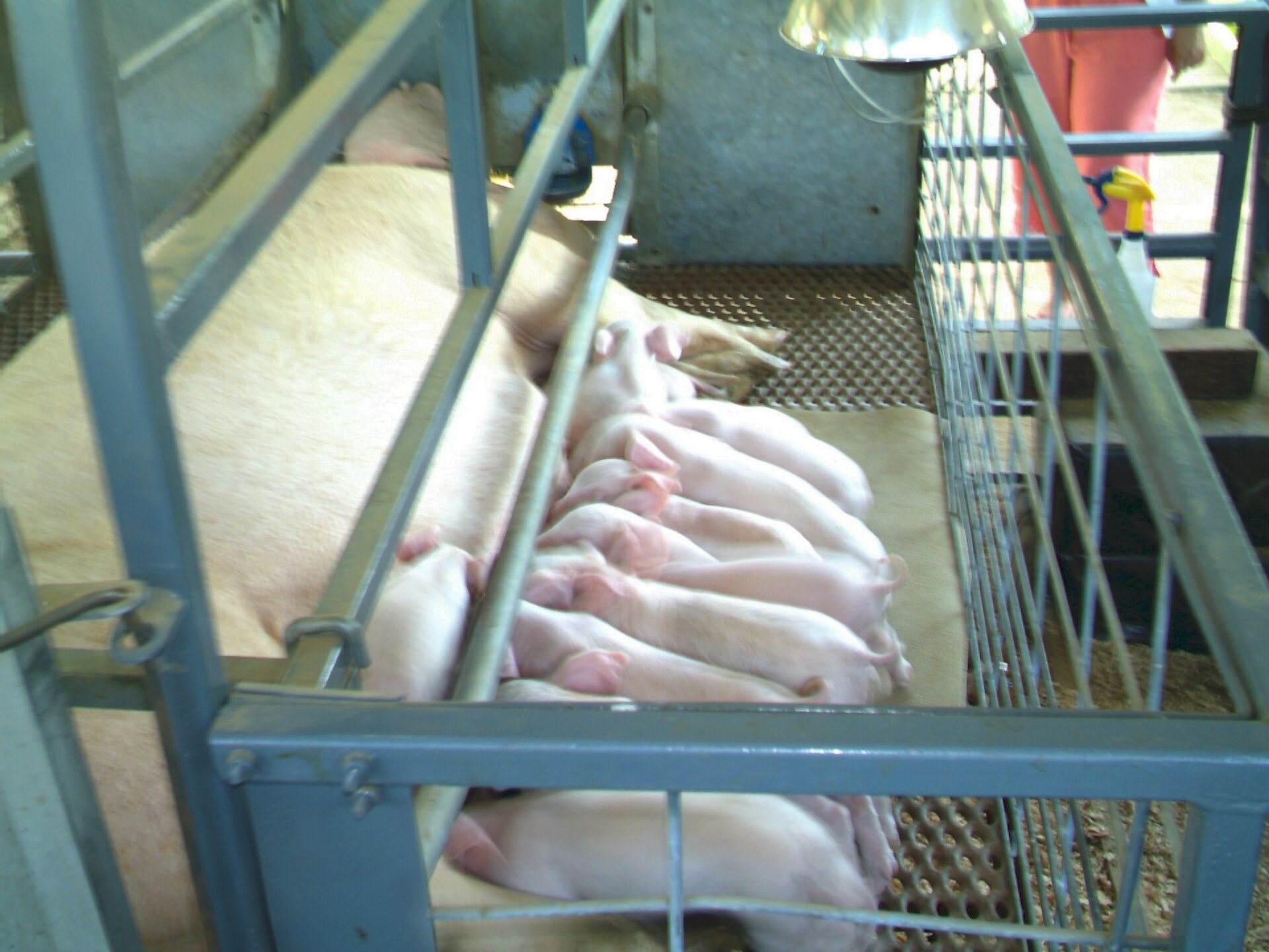 A litter of piglets nursing in a row on a sow in a farrowing pen.