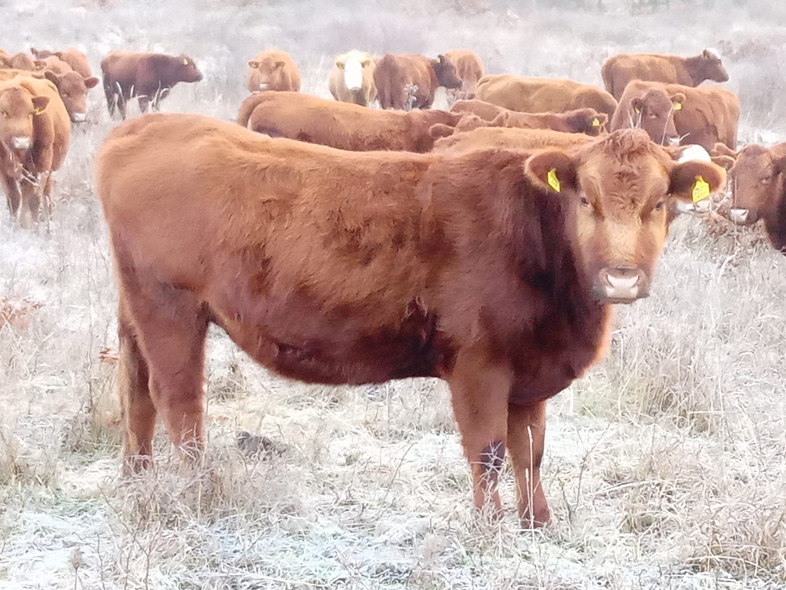 A red Angus heifer in the foreground with a herd of beef cattle behind in a frosty field.