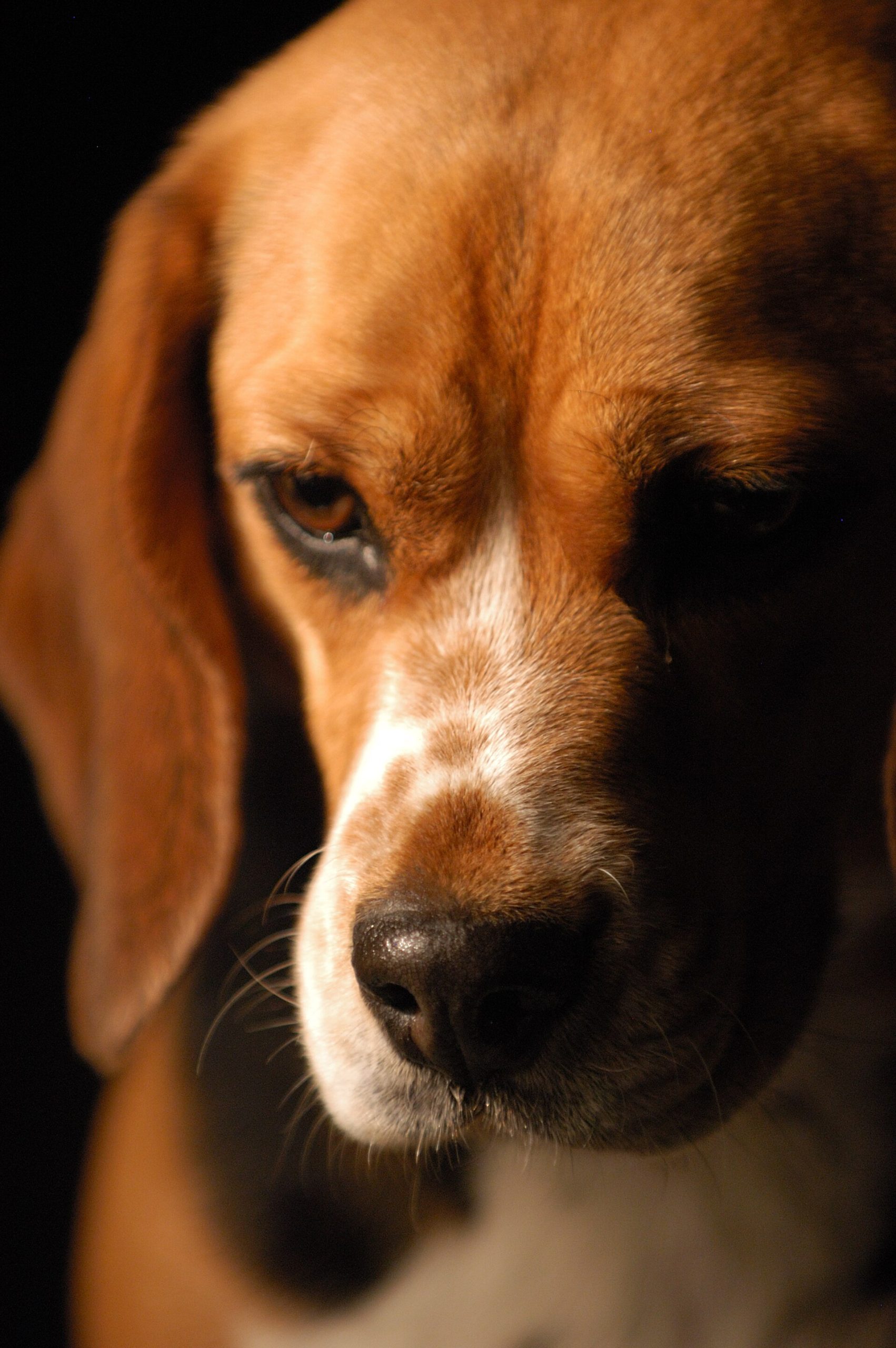 A close portrait of a beagle dog against a dark background.