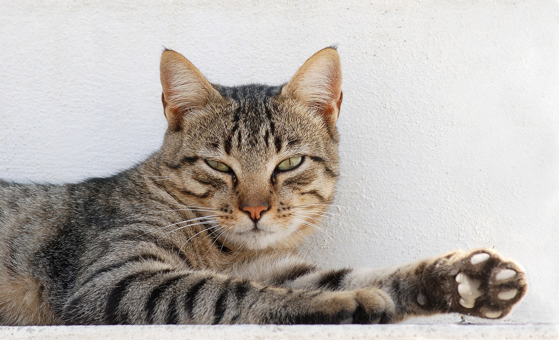 A tabby cat lounging against a white wall, looking at the camera.