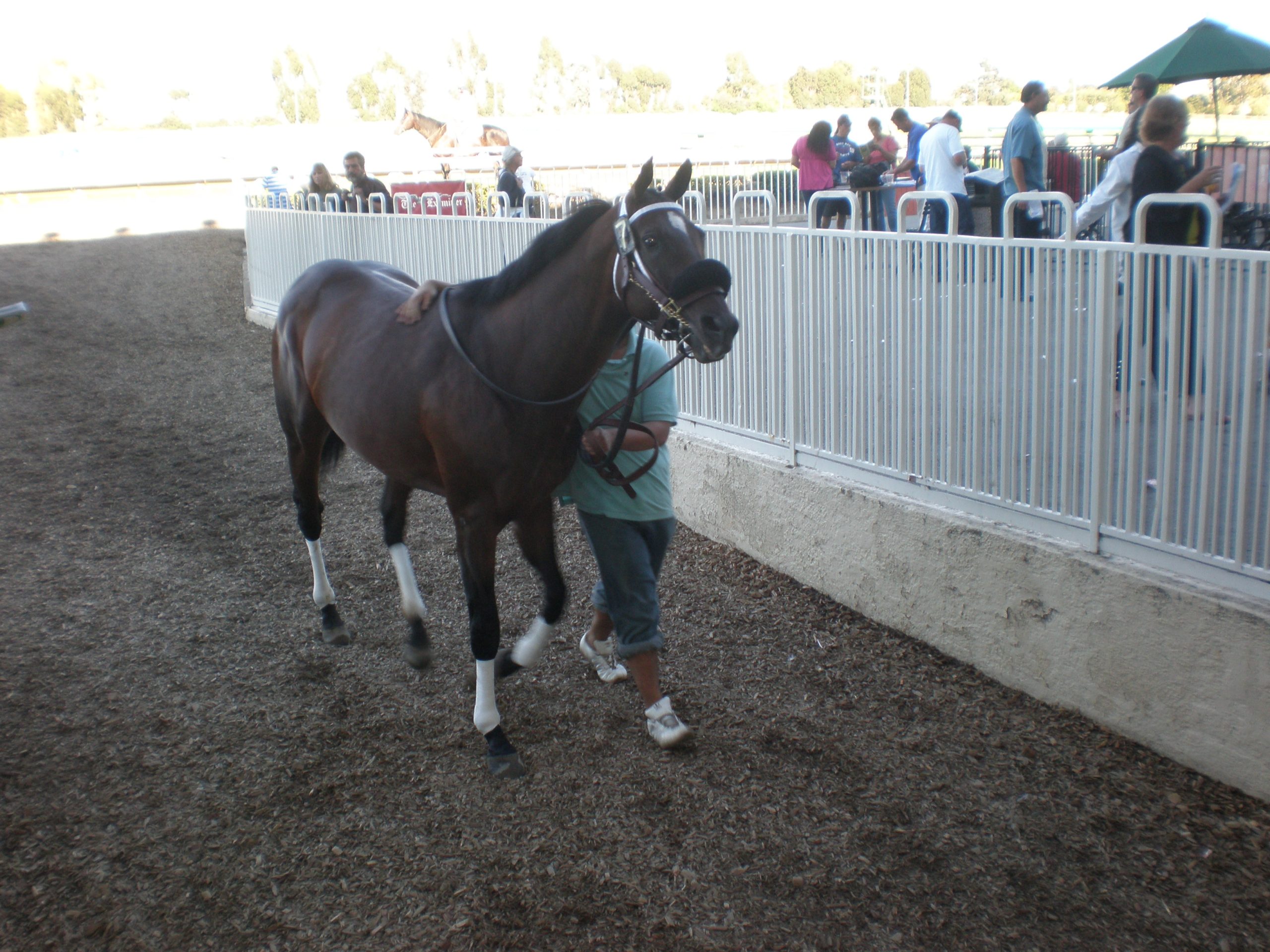 A bay horse led in hand by a handler in a racetrack paddock.