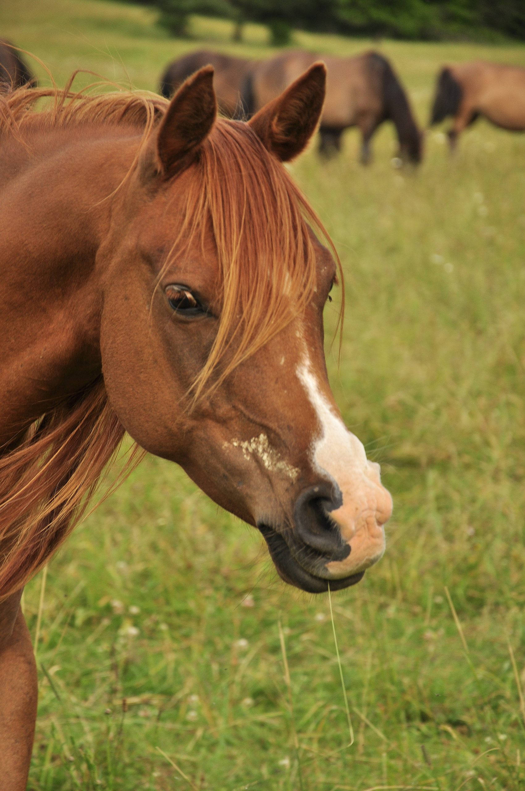 A chestnut Arabian mare in a pasture, head turned to the camera.