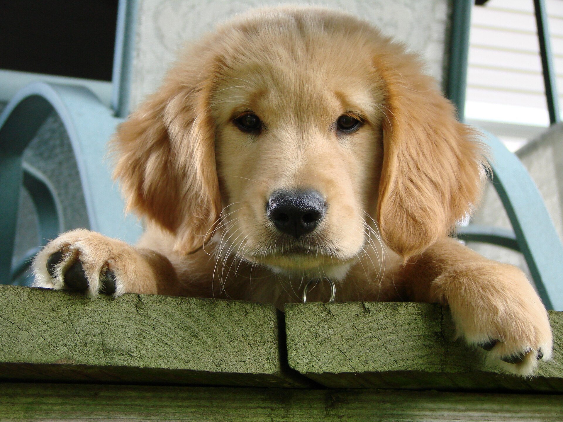 A young golden retriever puppy looking over a wooden rail.