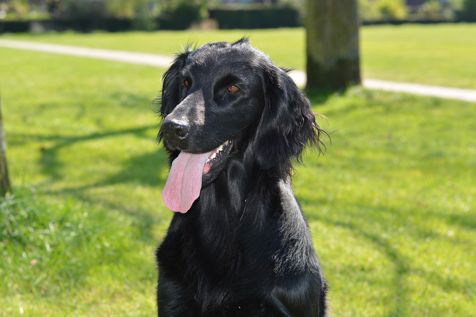 A black flat-coated retriever sitting in a park, panting with its tongue out.