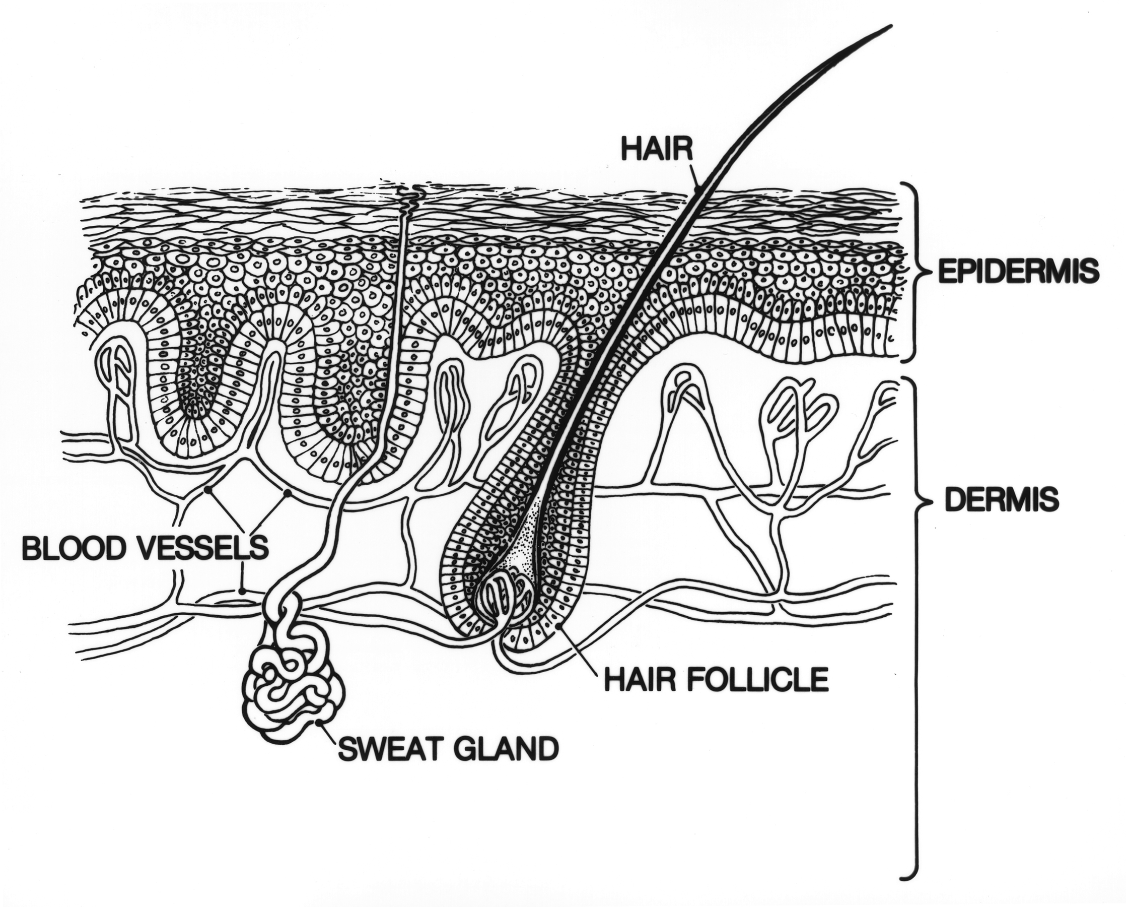 Line diagram of skin layers: epidermis, dermis, blood vessels, hair follicle, sweat gland