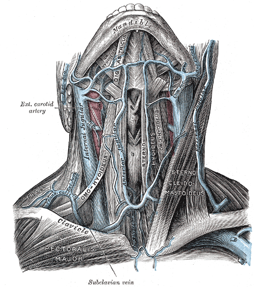 Anatomy engraving of the arteries and veins of the head and neck
