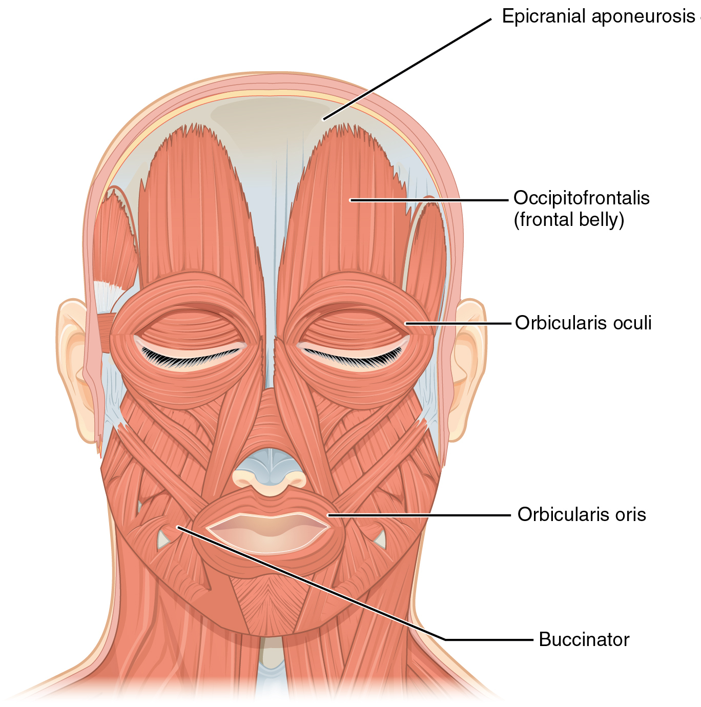 Frontal anatomical diagram of the muscles of facial expression