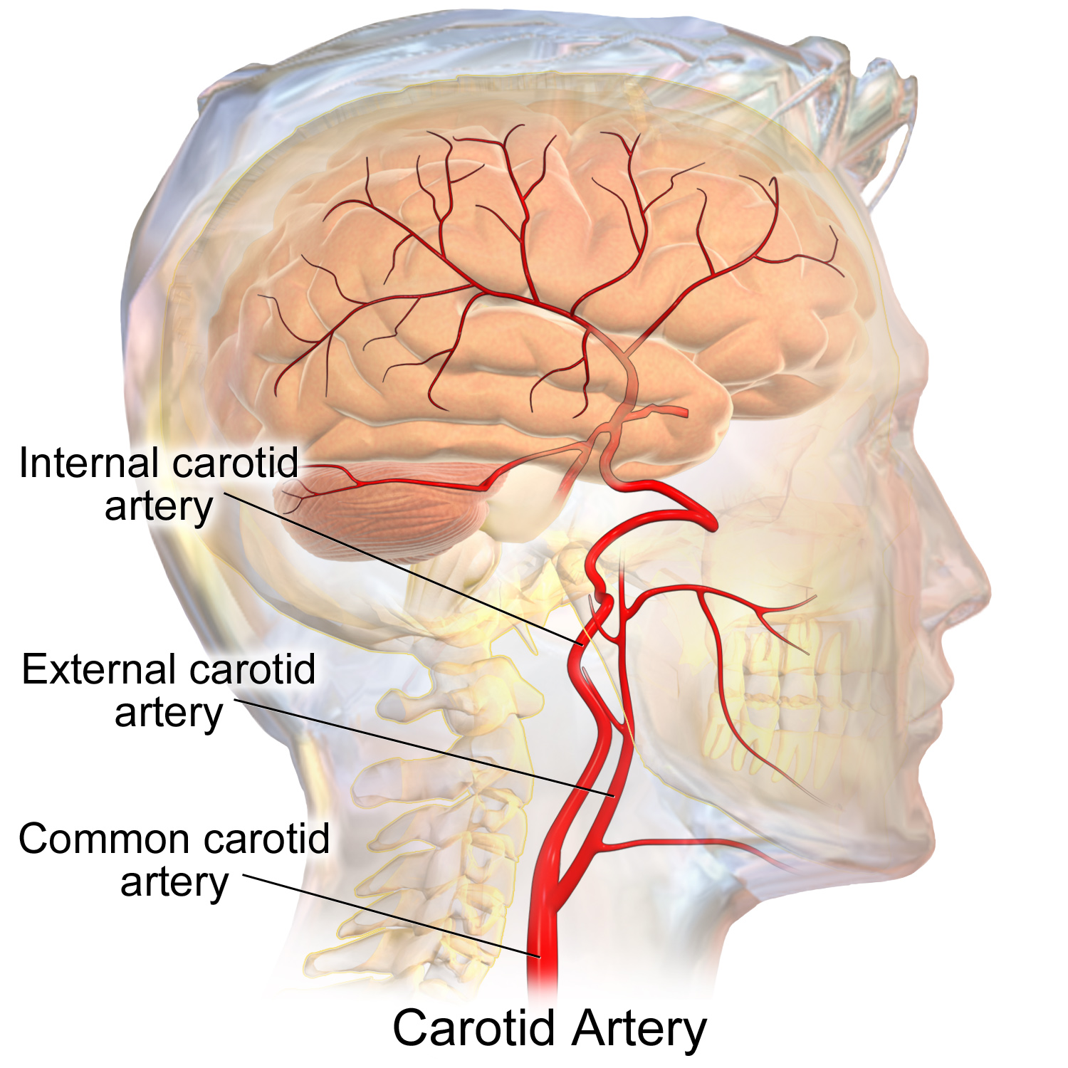 Medical illustration of the carotid arteries: common, internal and external carotid