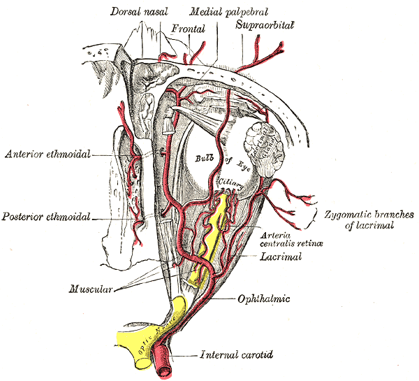 Anatomy engraving of the ophthalmic artery and its branches in the orbit